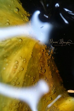 Lemon' Stars Wars ©2024