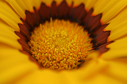 Daisy Dreams ©2024
