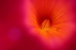 Alice in Wonderland ©2023