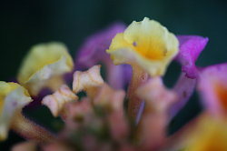 Flowers Waltz ©2023
