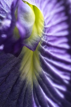 Purple Canary ©2023