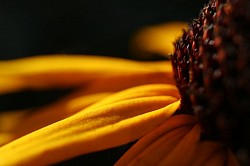 Summer Rays ©2023