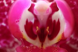 Eagle Embryo ©2023