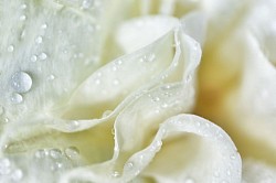 Kissed by the Rain ©2024