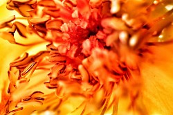 La Fiamma del Desiderio ©2023