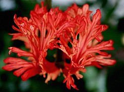 Savannah Corals ©2023