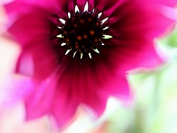 Supernova di Keplero ©2023